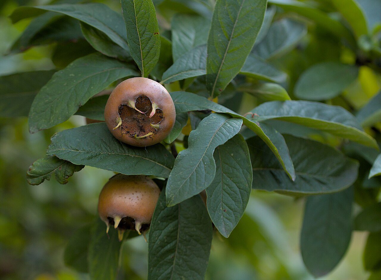 Mespilus germanica 5