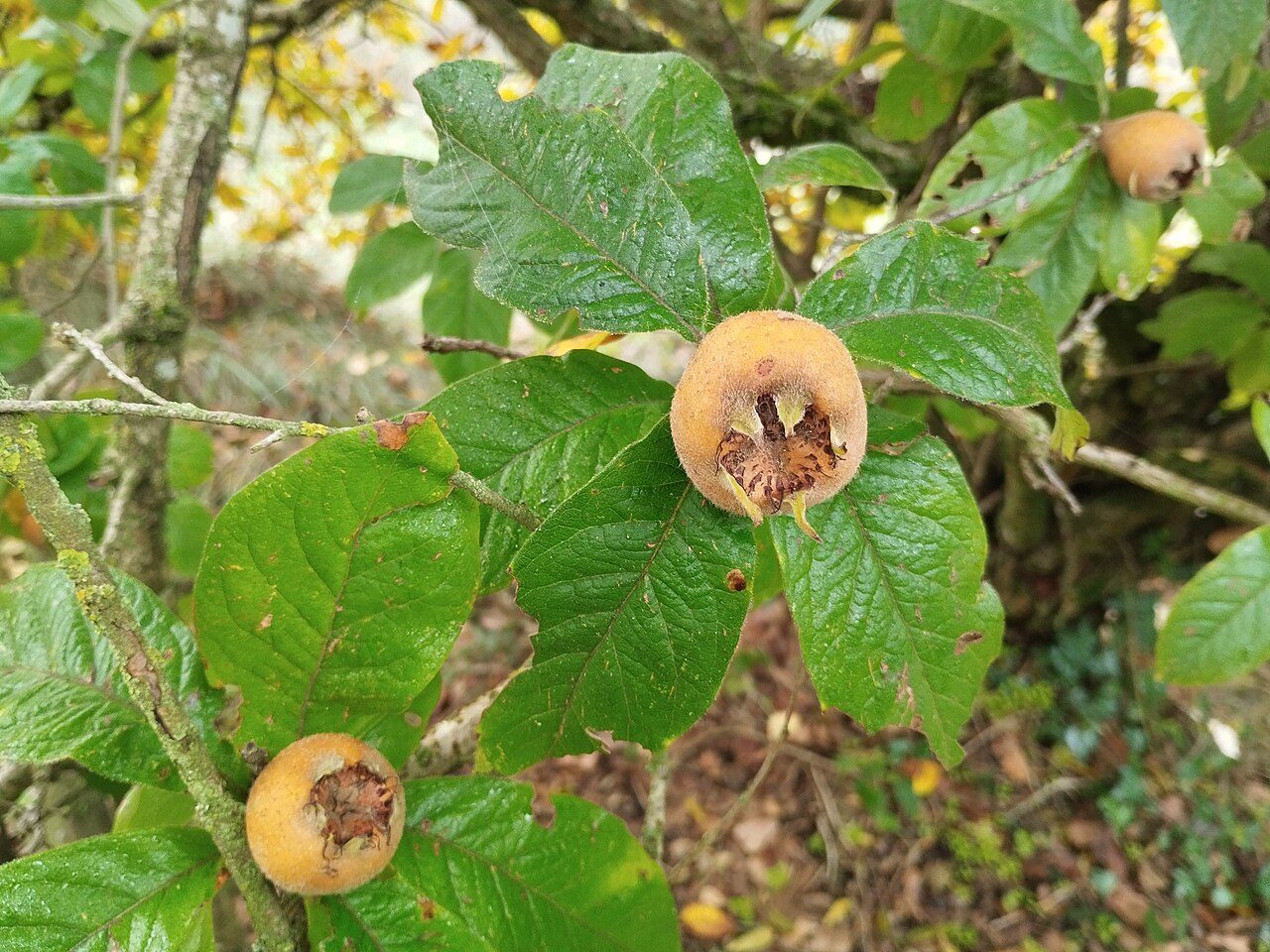 Mespilus germanica 6