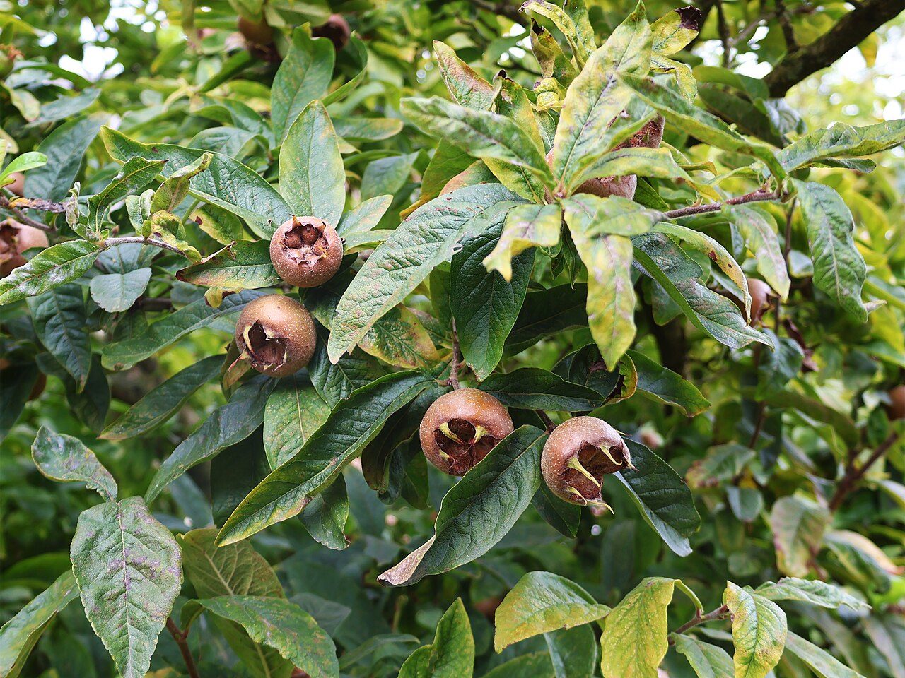 Mespilus germanica 7