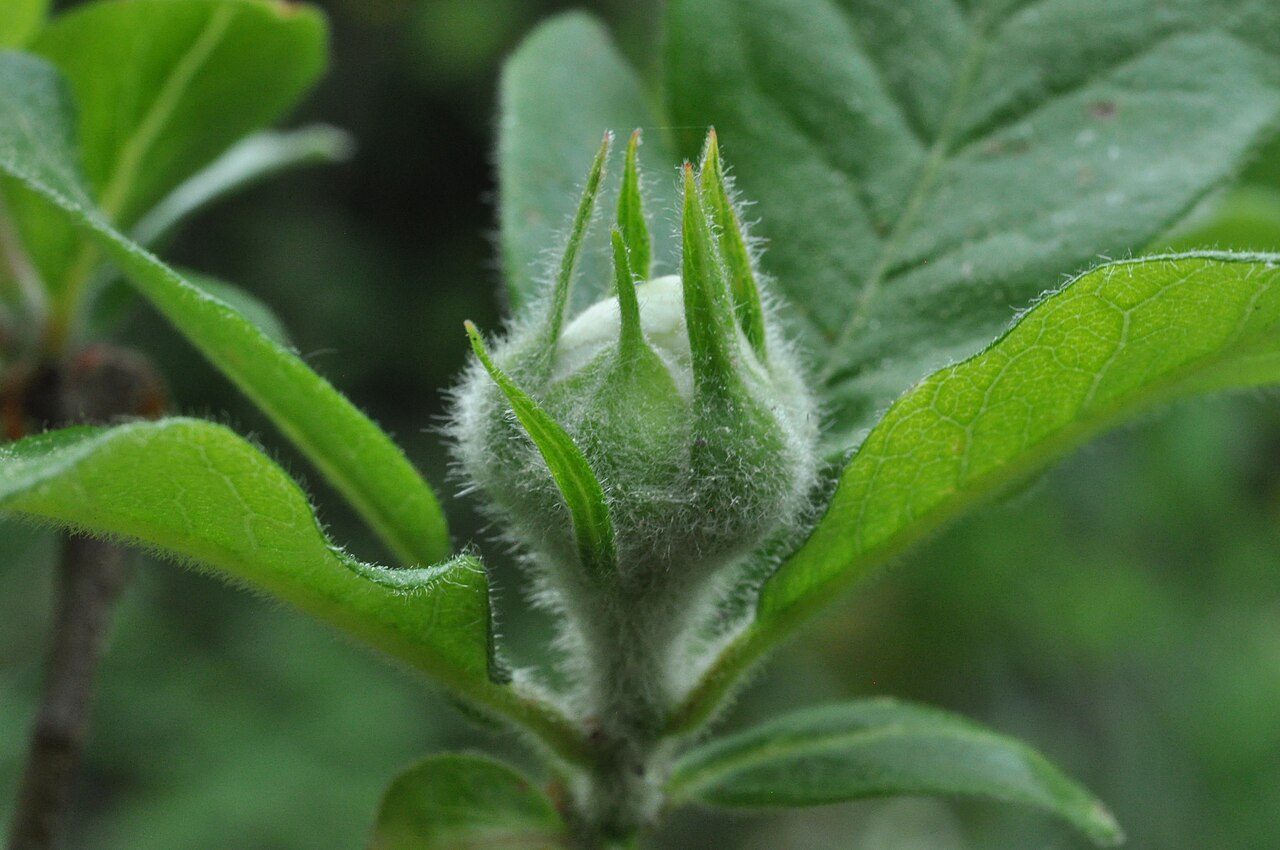 Mespilus germanica 8