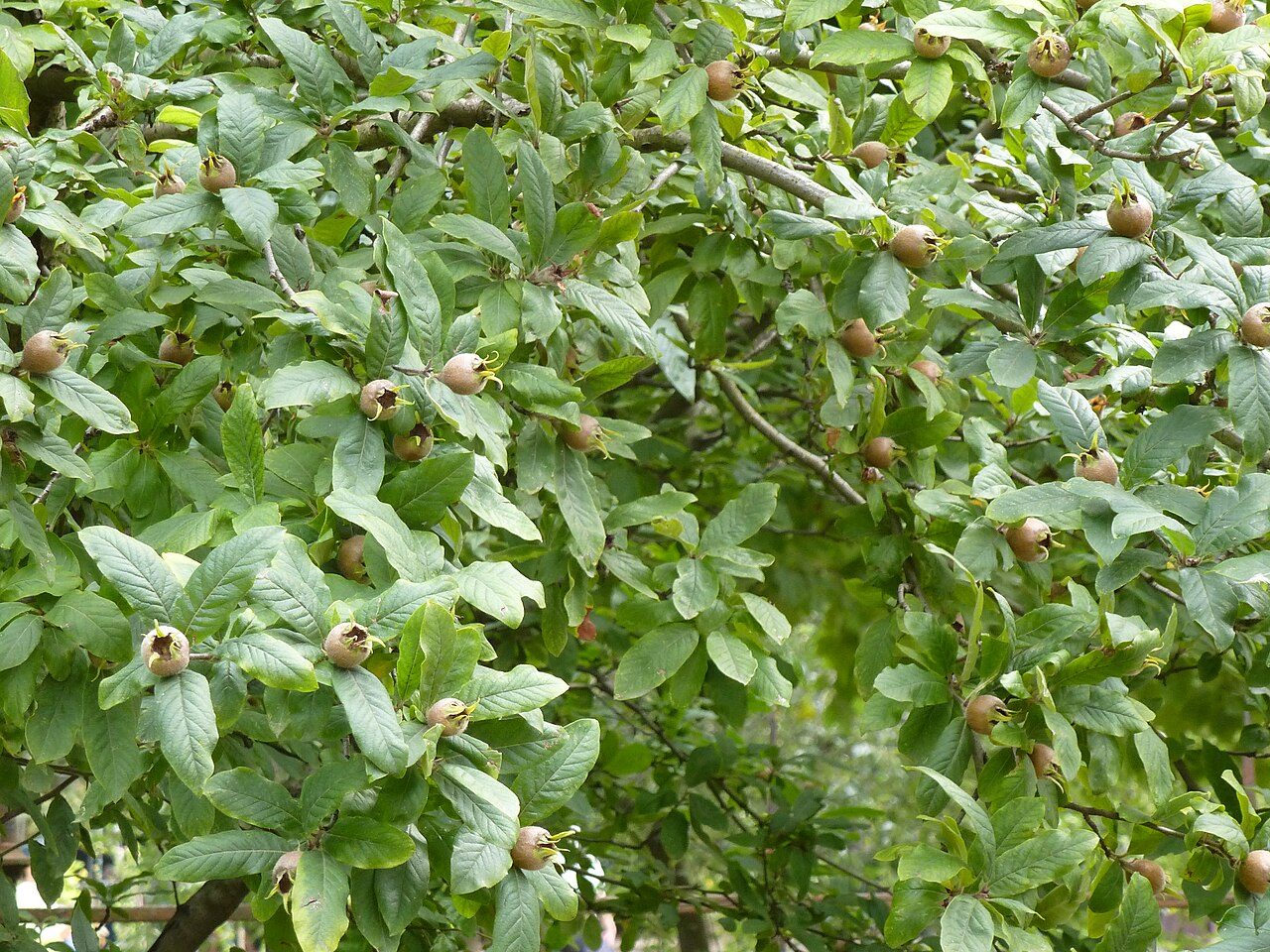 Mespilus germanica 9