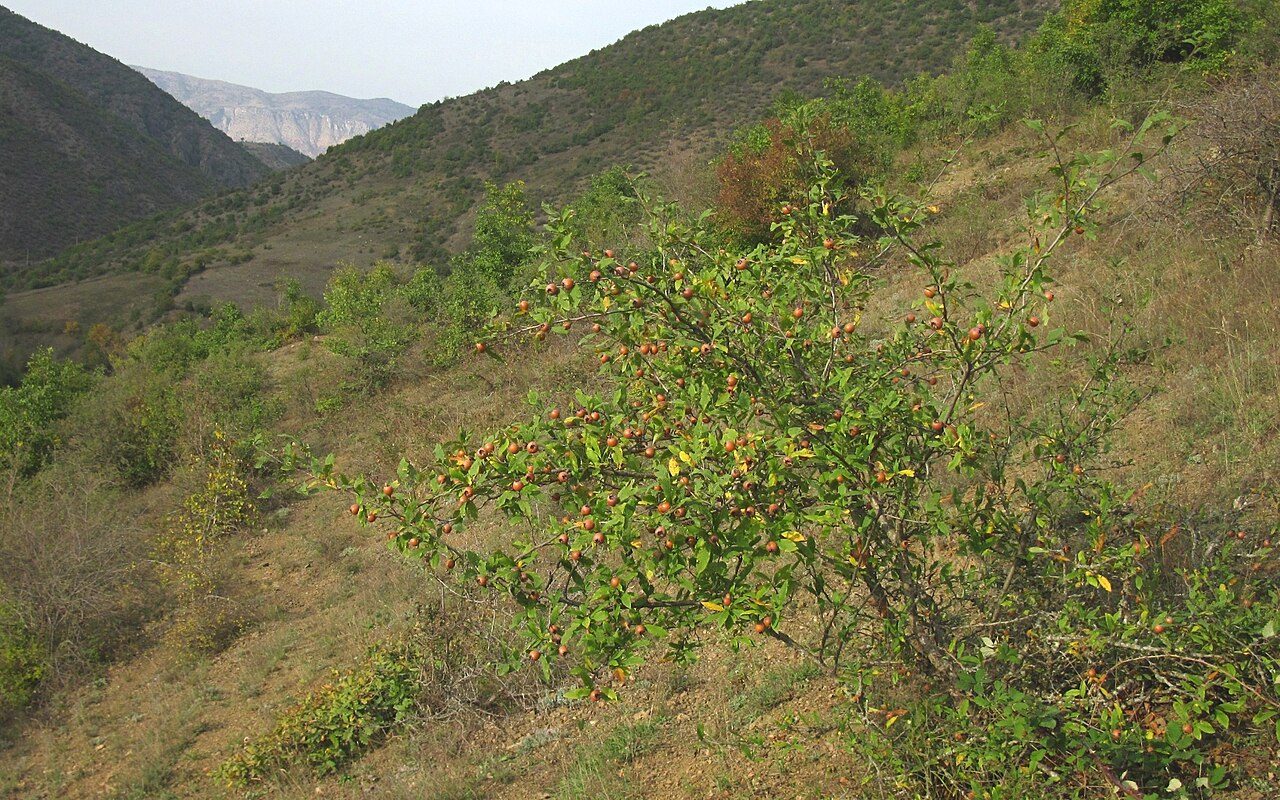 Mespilus germanica 10