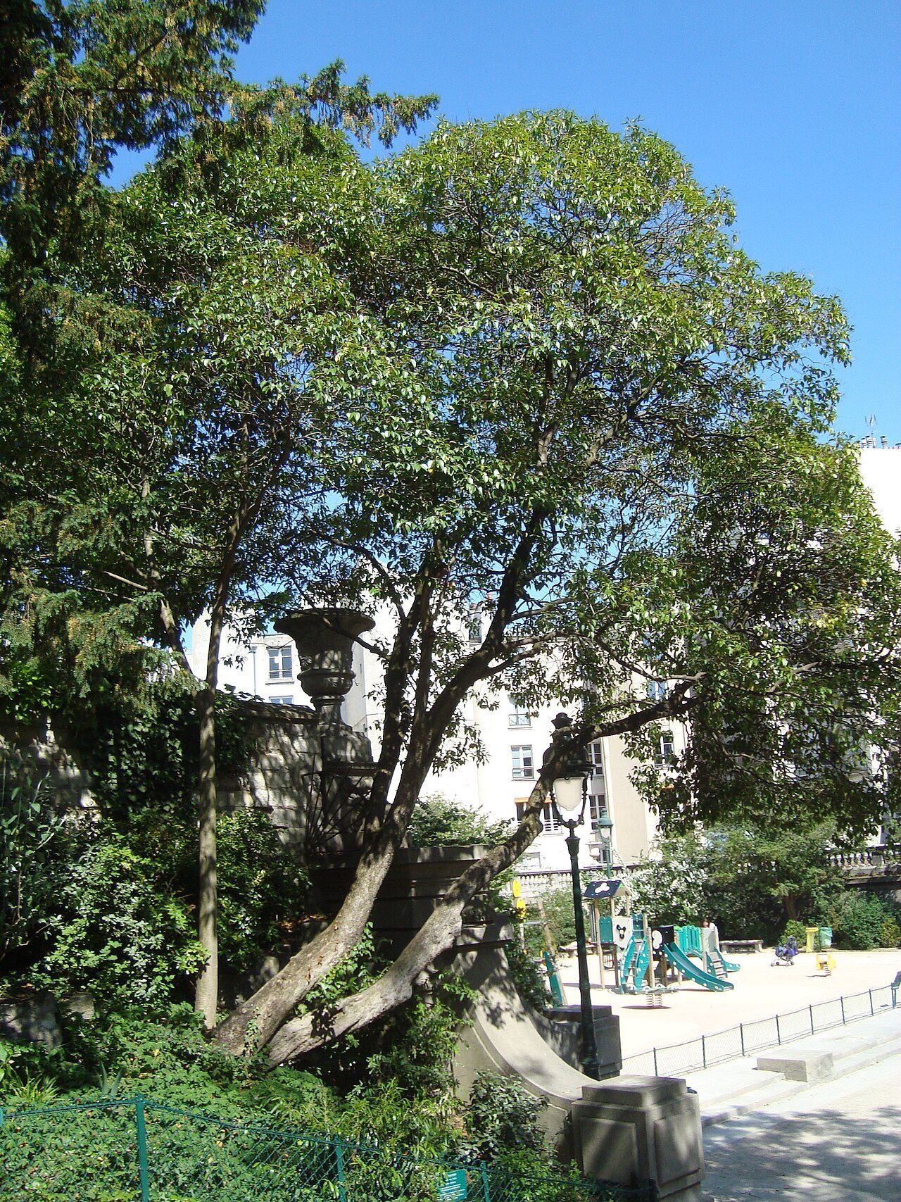 Parlak kurtbağrı 8