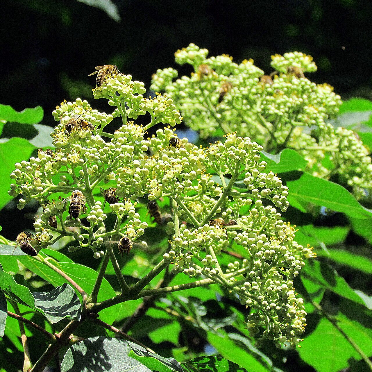 Tetradium daniellii