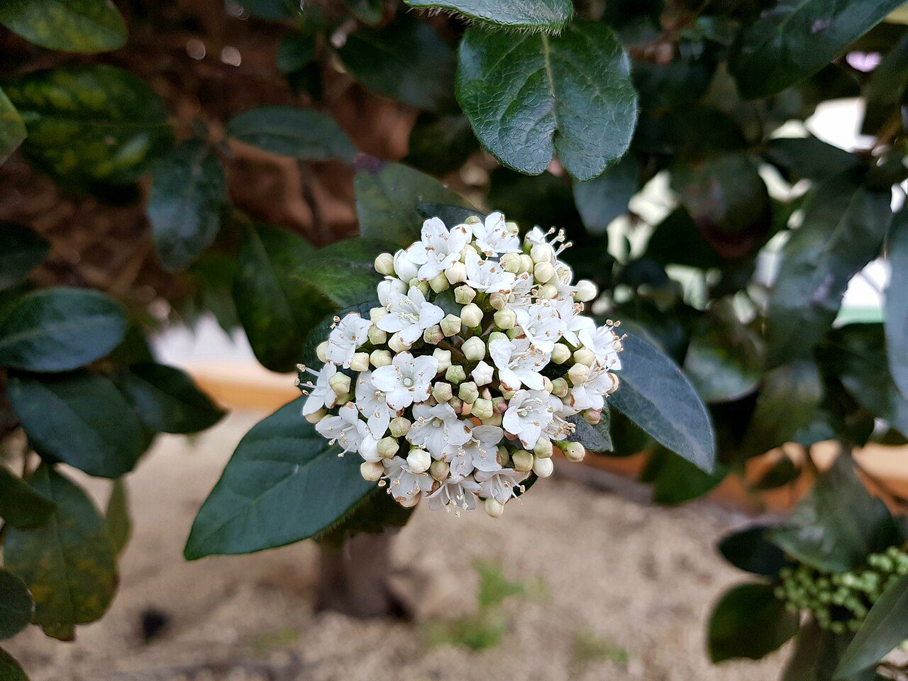 Laurustinus 2