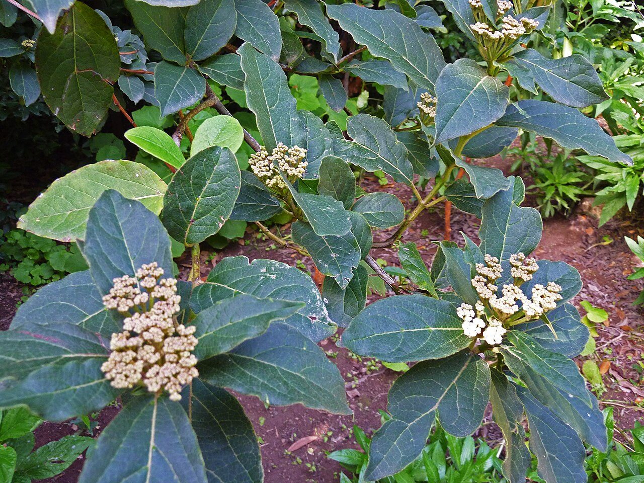 Laurustinus 4