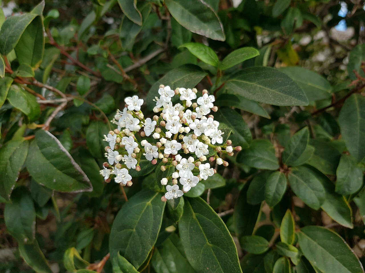 Laurustinus 6