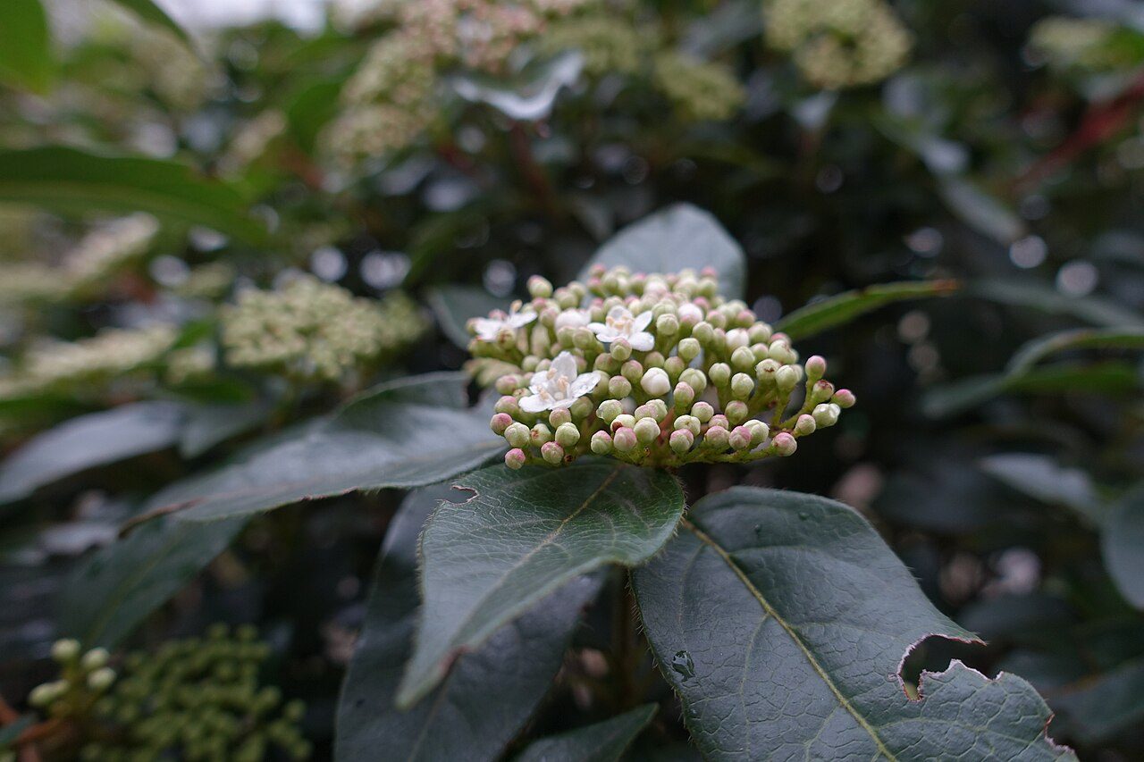 Laurustinus 8