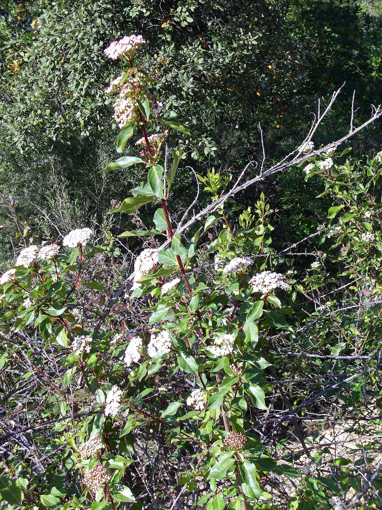 Laurustinus 10