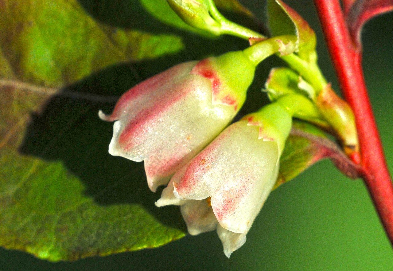 Likapa