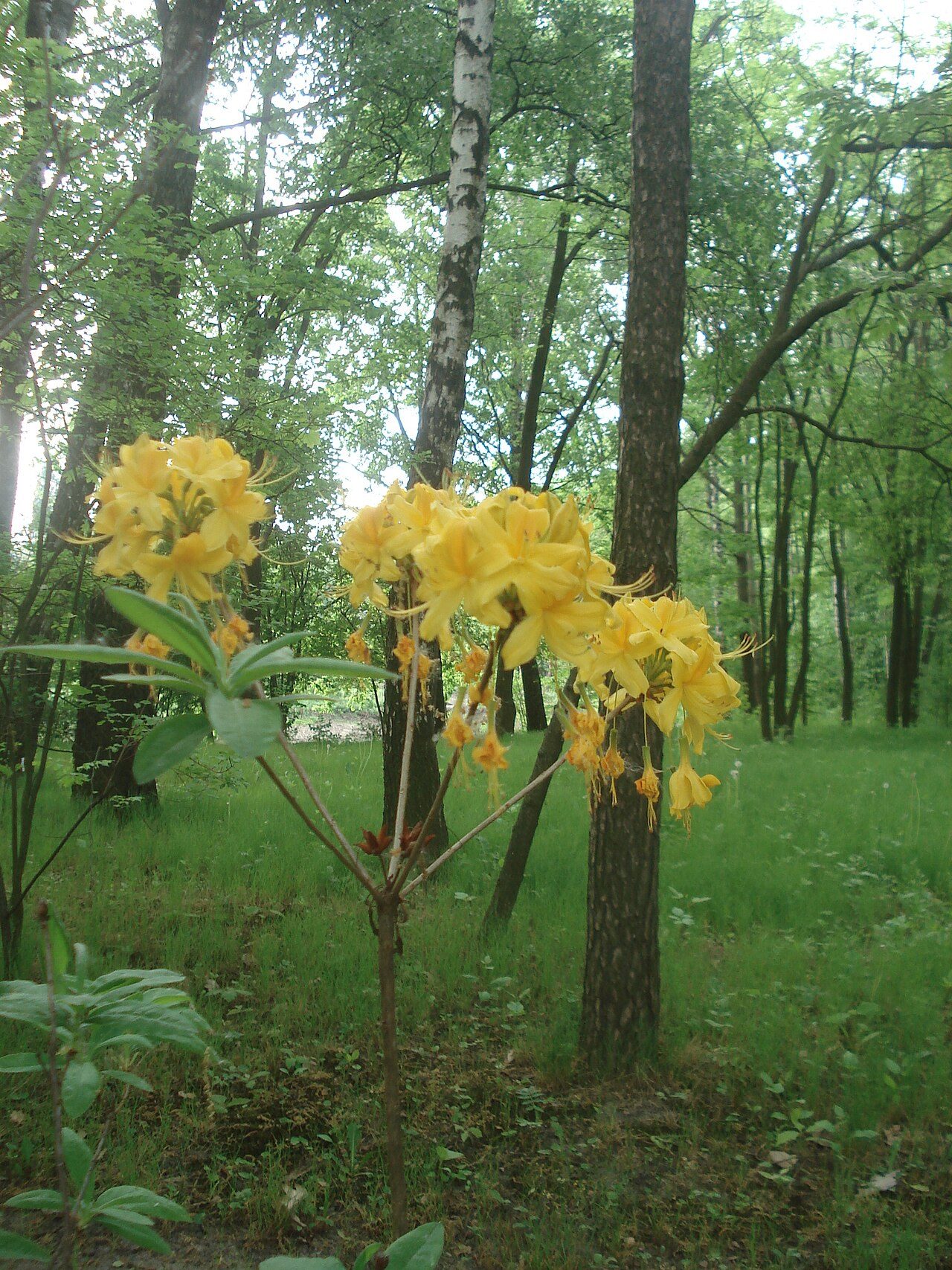 Рододендрон жёлтый 8