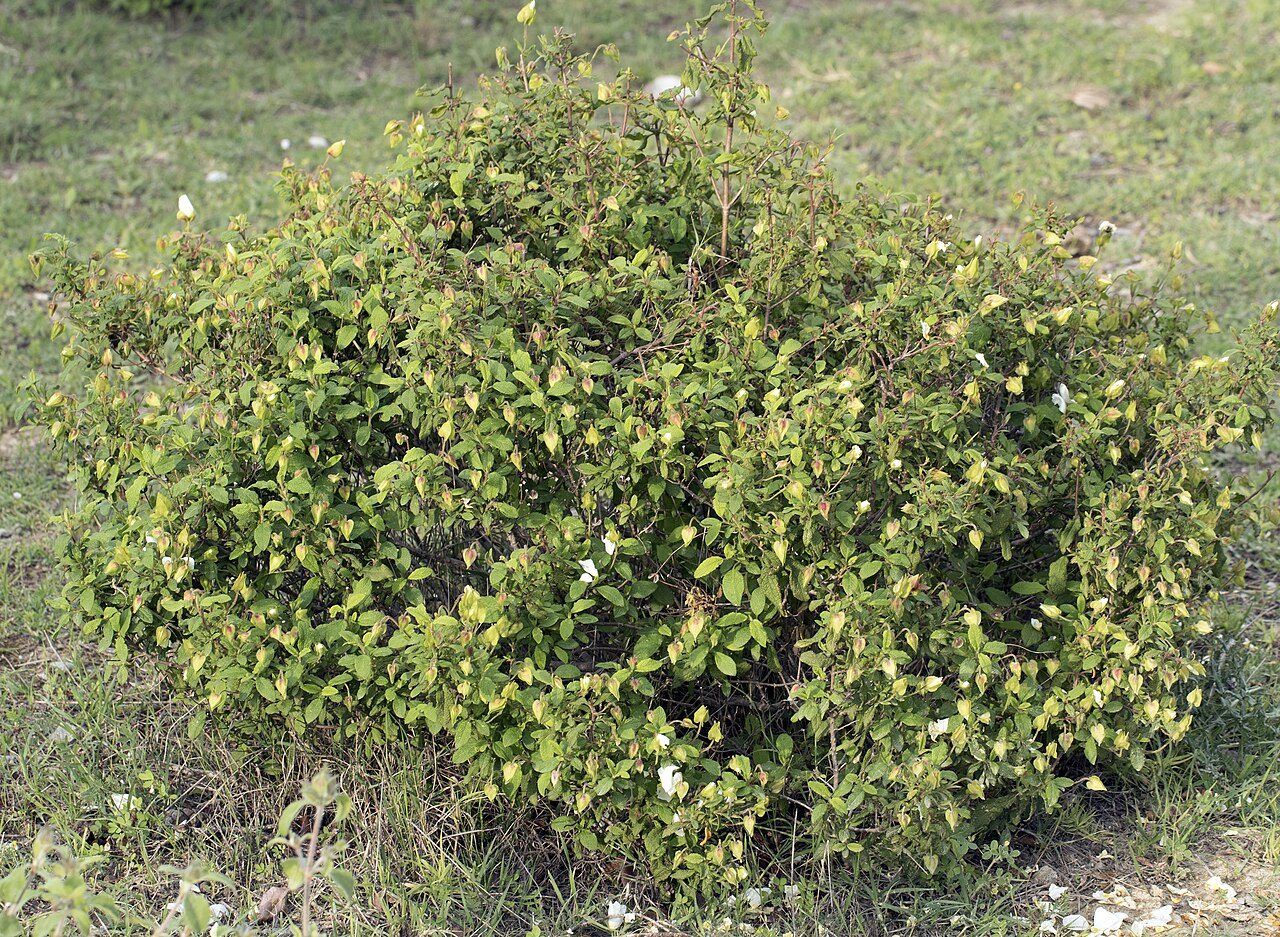 Ладанник шалфеелистный 9