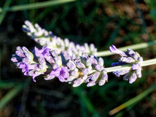 Lavanda 2