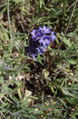 Lavanda 3