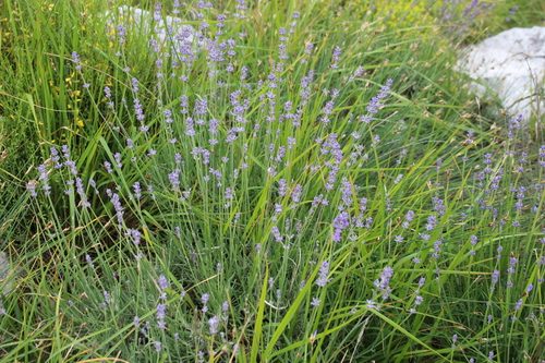Lavanda 5