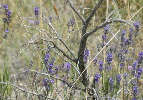 Lavanda 6