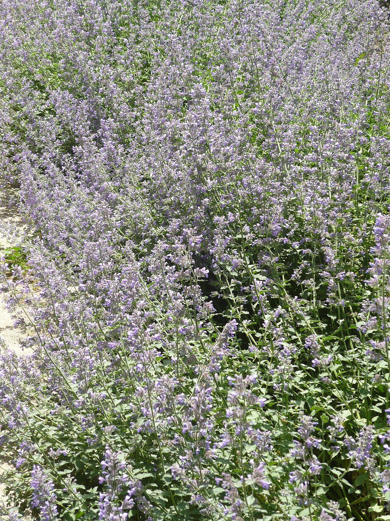 Kattenkruid 6