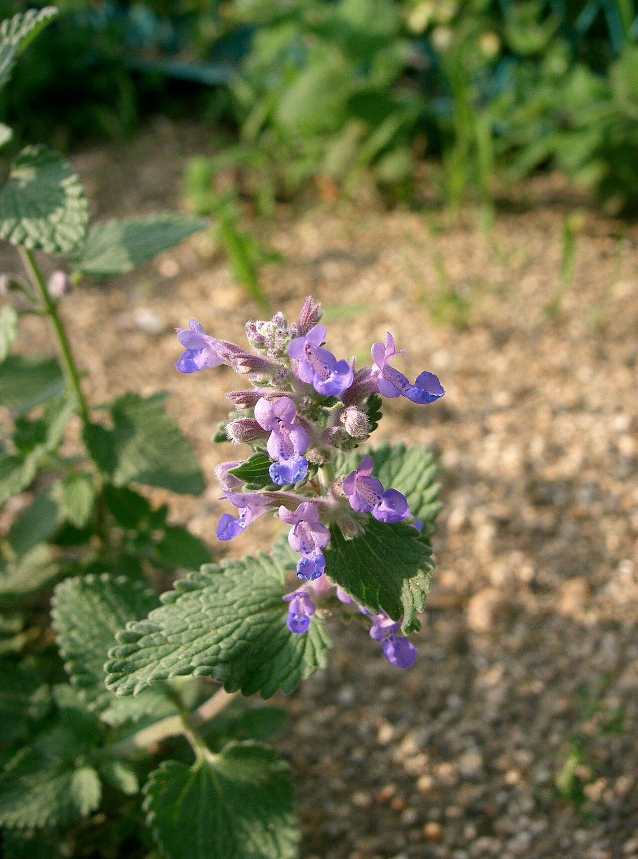 Kattenkruid 9
