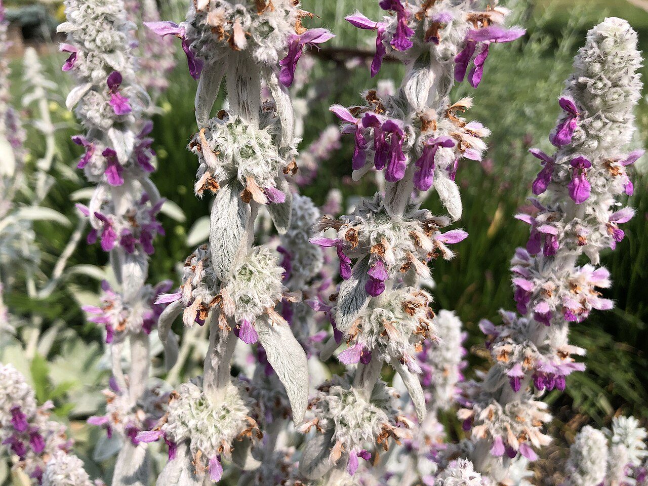 Ezelsoor 4