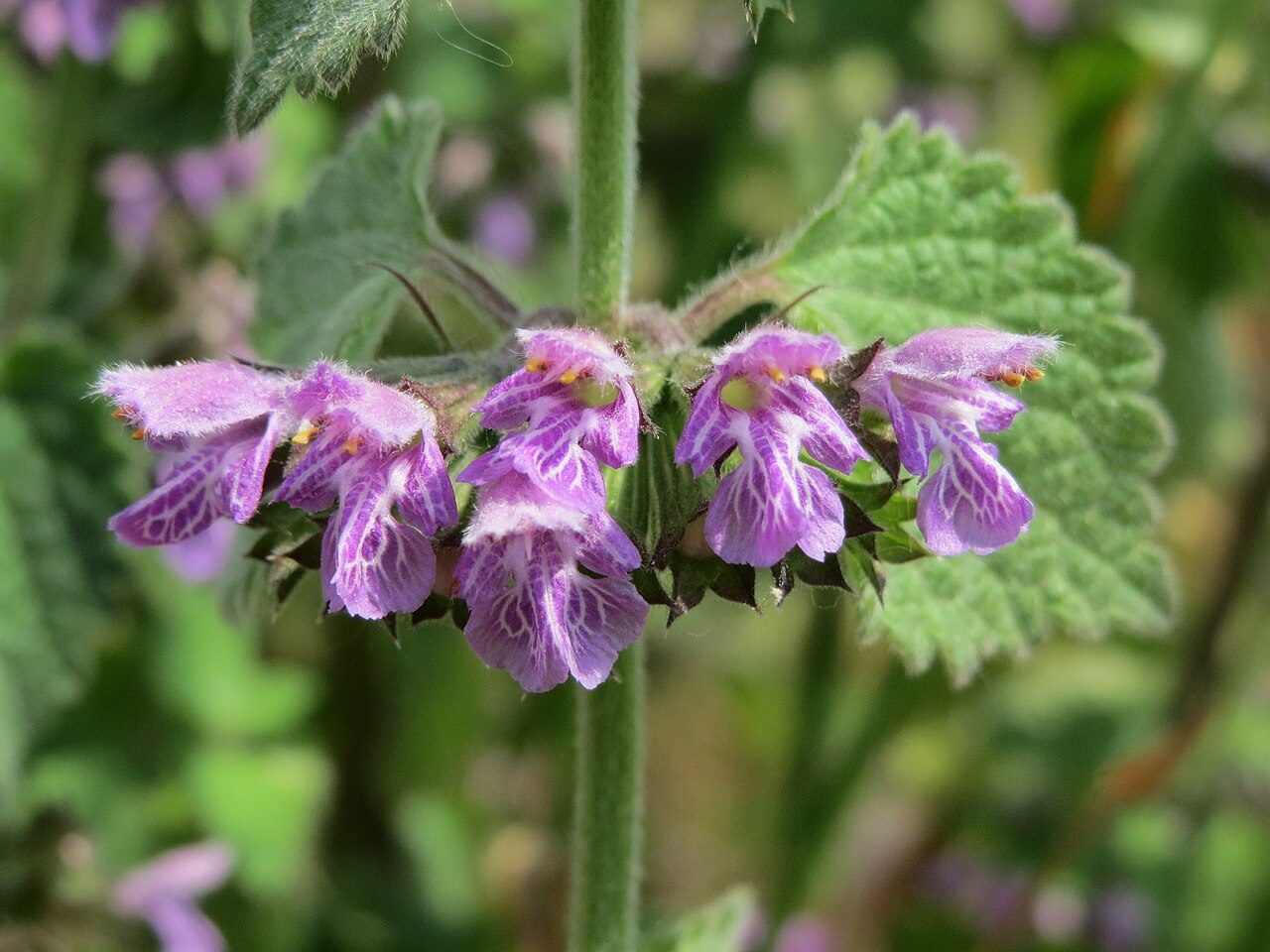 Ballota nigra