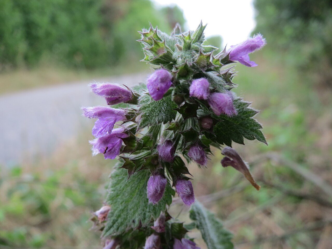 Ballota nigra 3