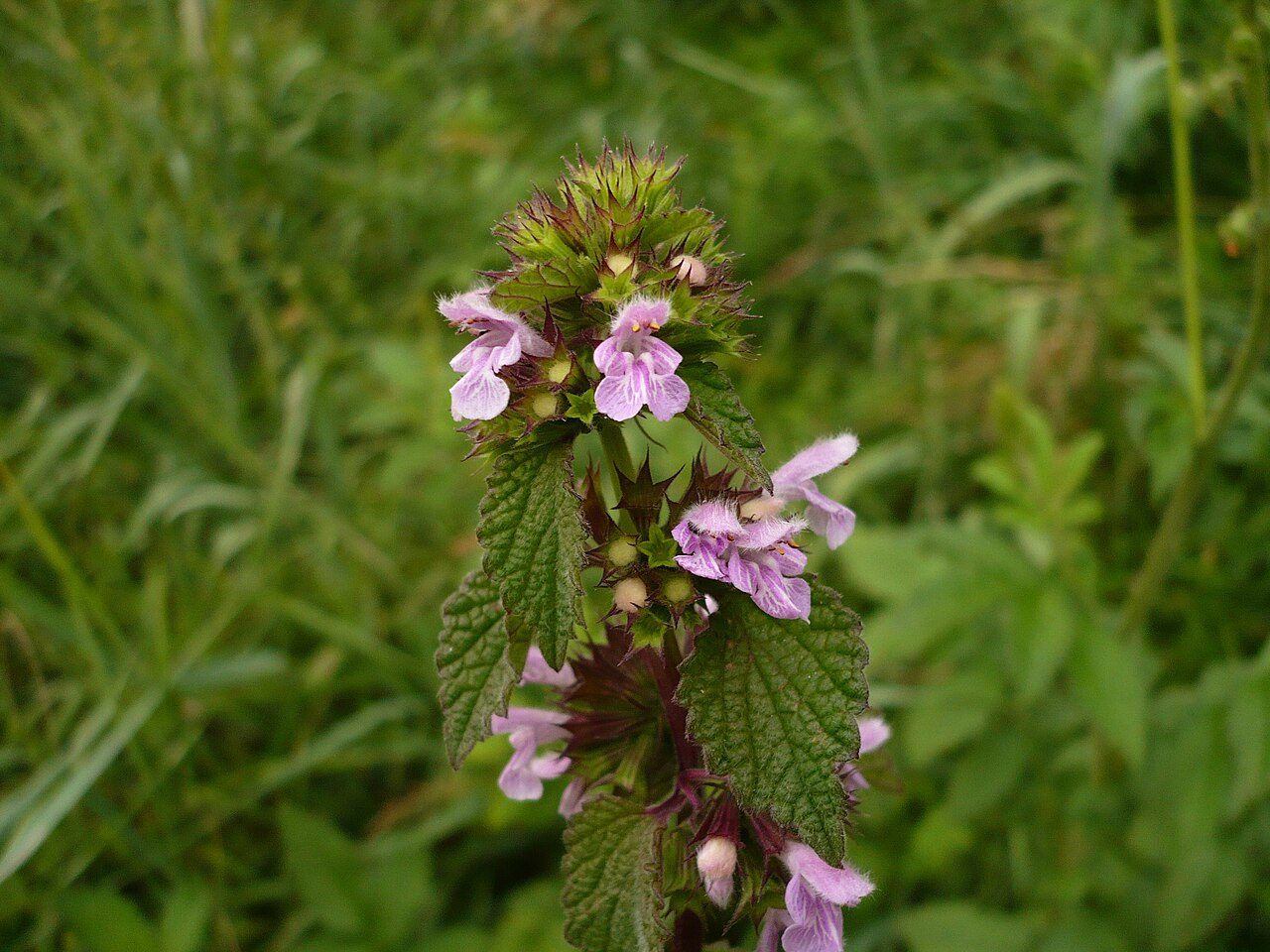 Ballota nigra 6
