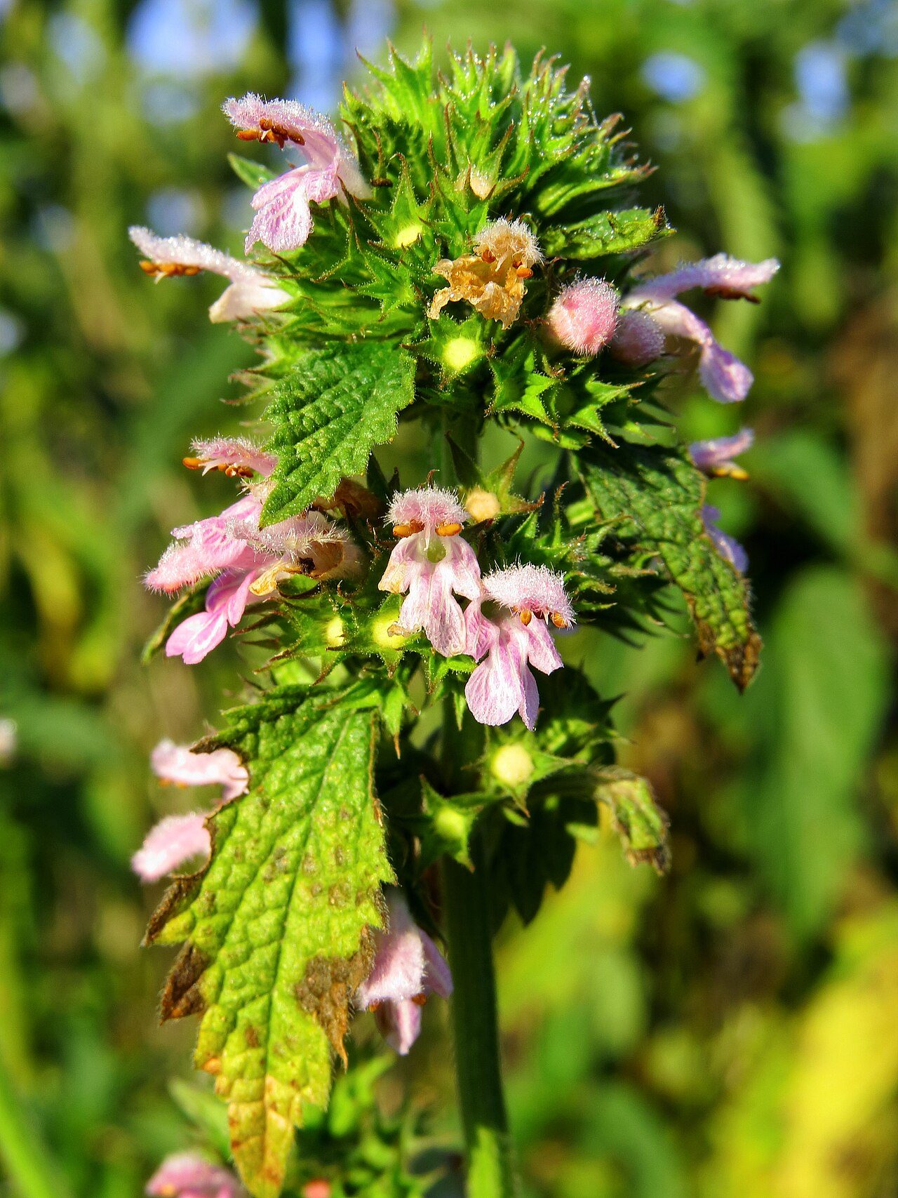 Ballota nigra 7