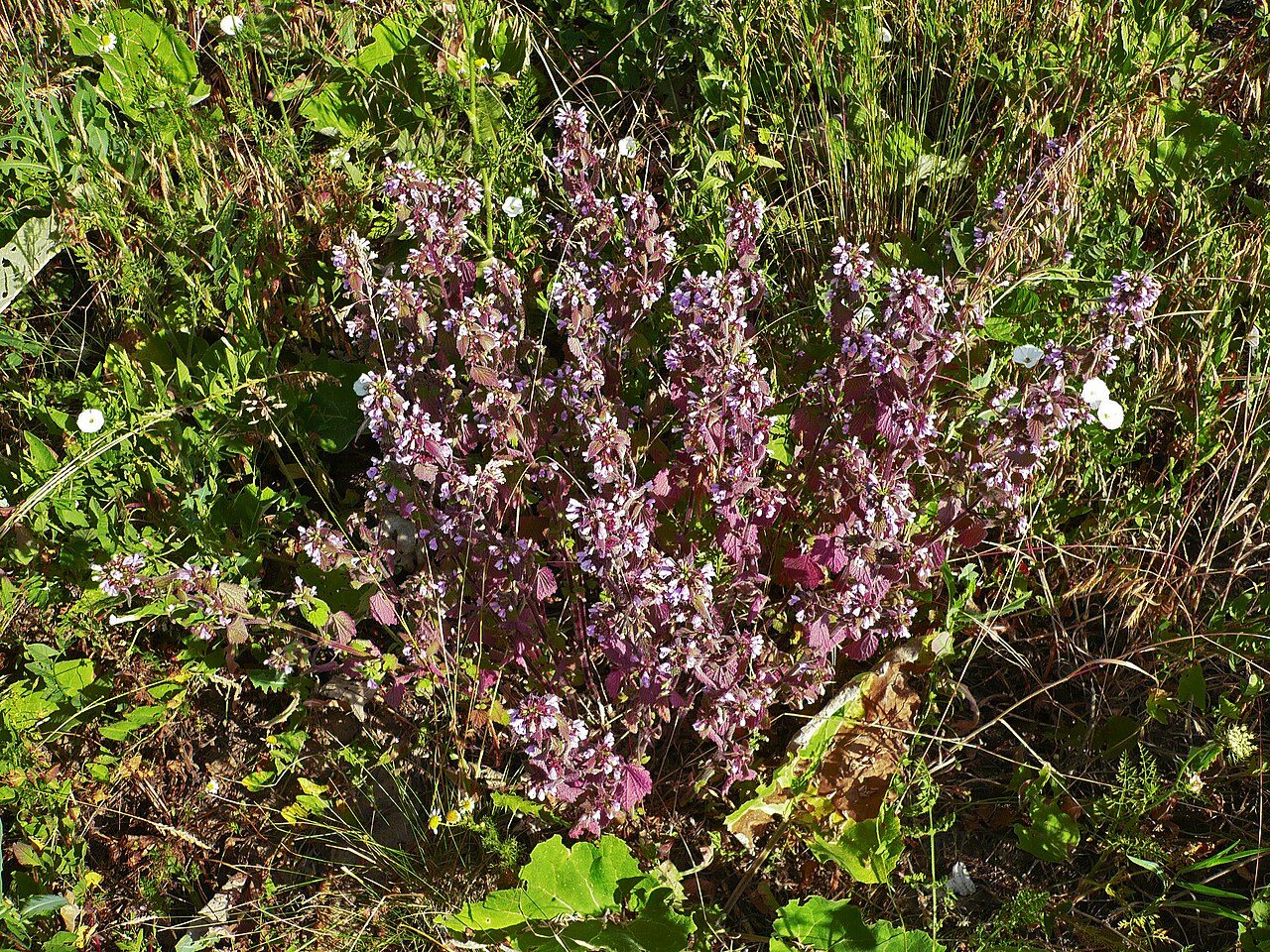 Ballota nigra 8