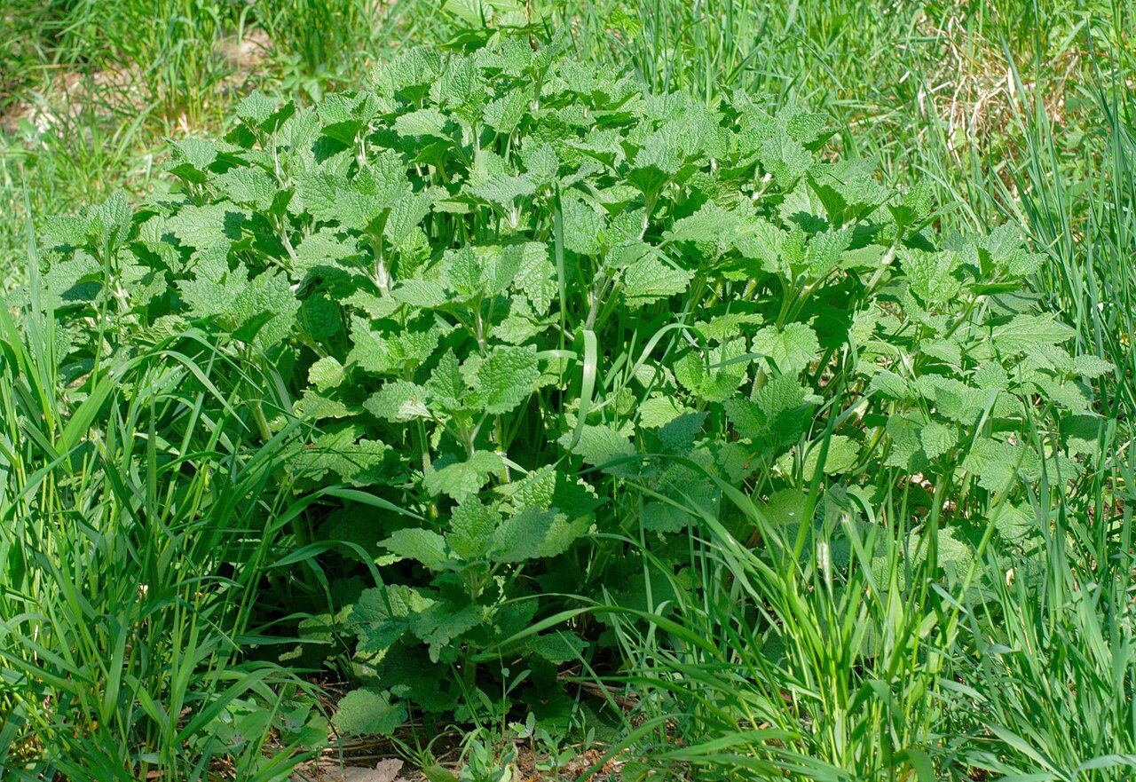 Ballota nigra 10