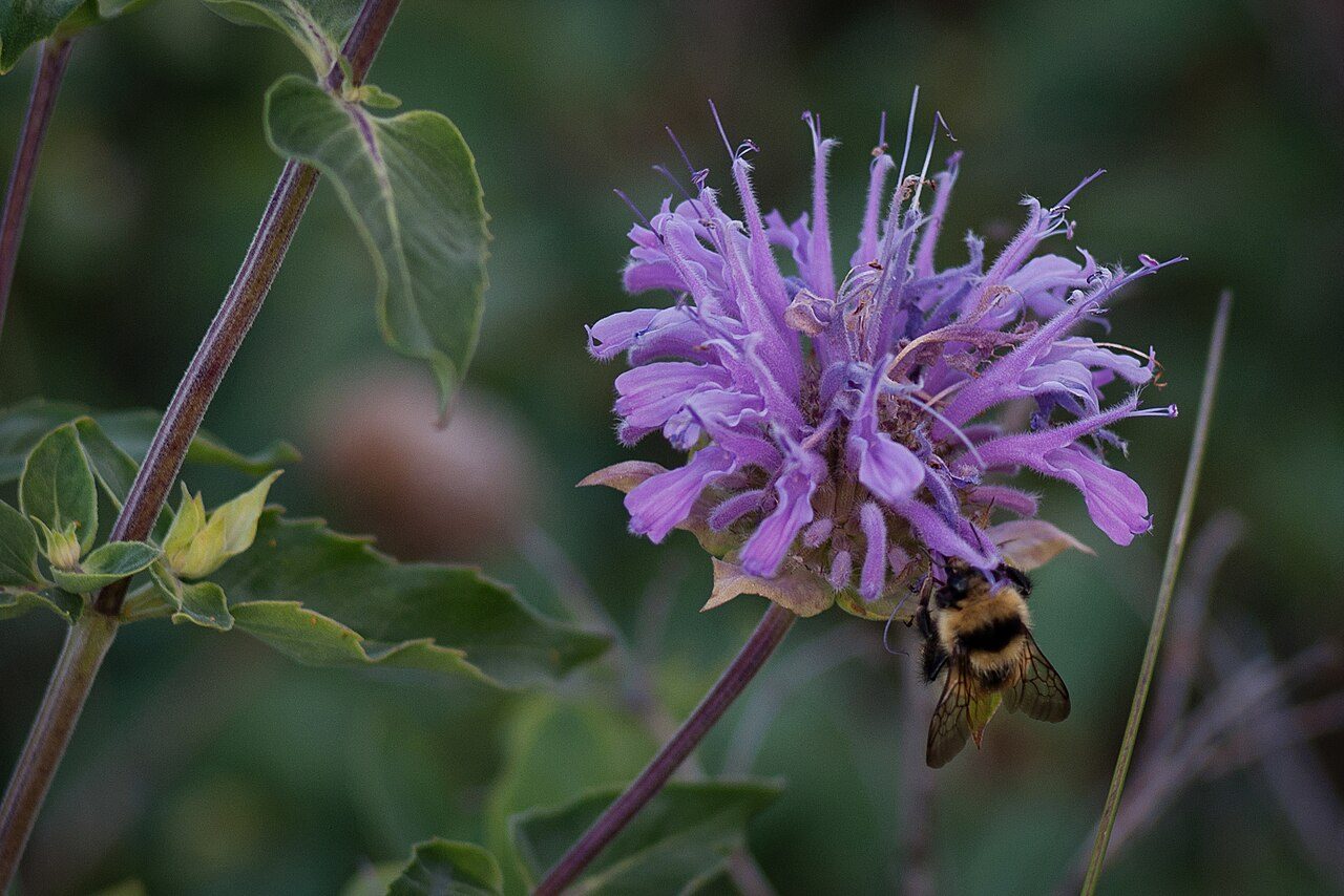 Monarda fistulosa