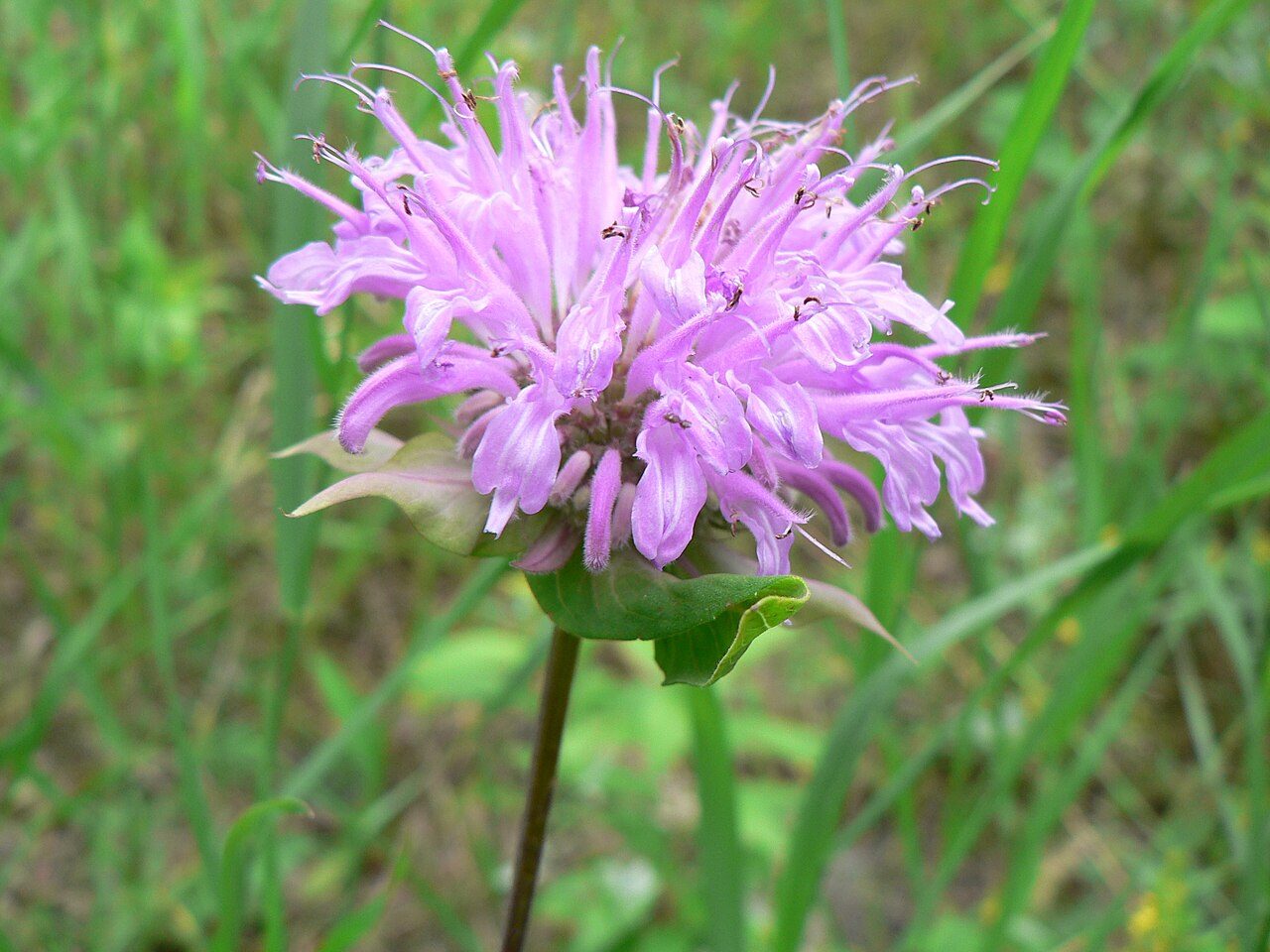 Monarda fistulosa 2