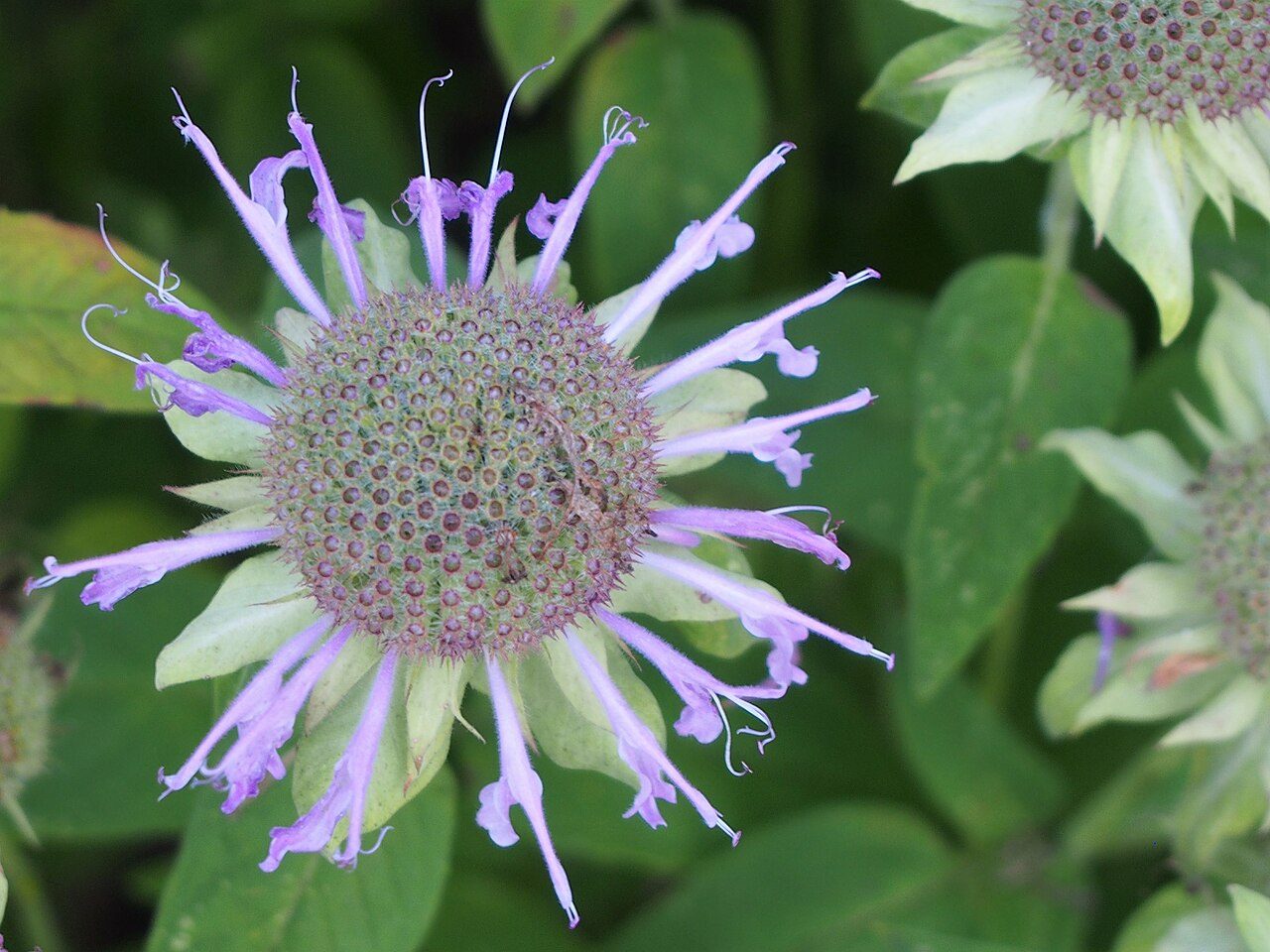 Monarda fistulosa 4