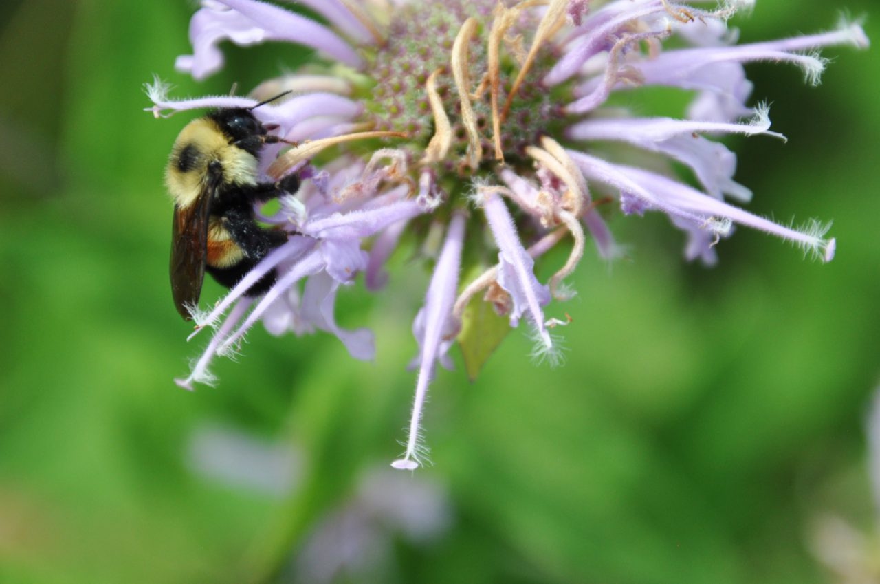 Monarda fistulosa 3