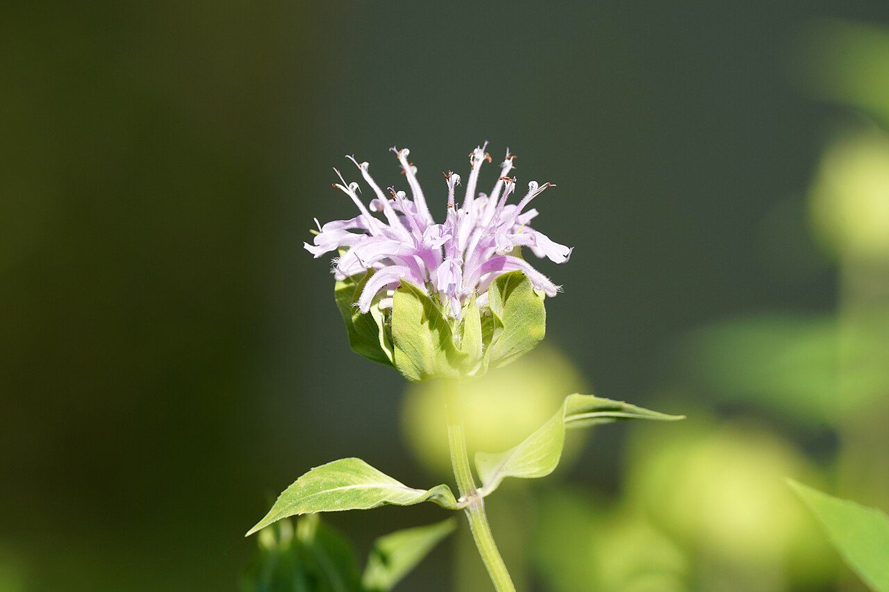 Monarda fistulosa 6