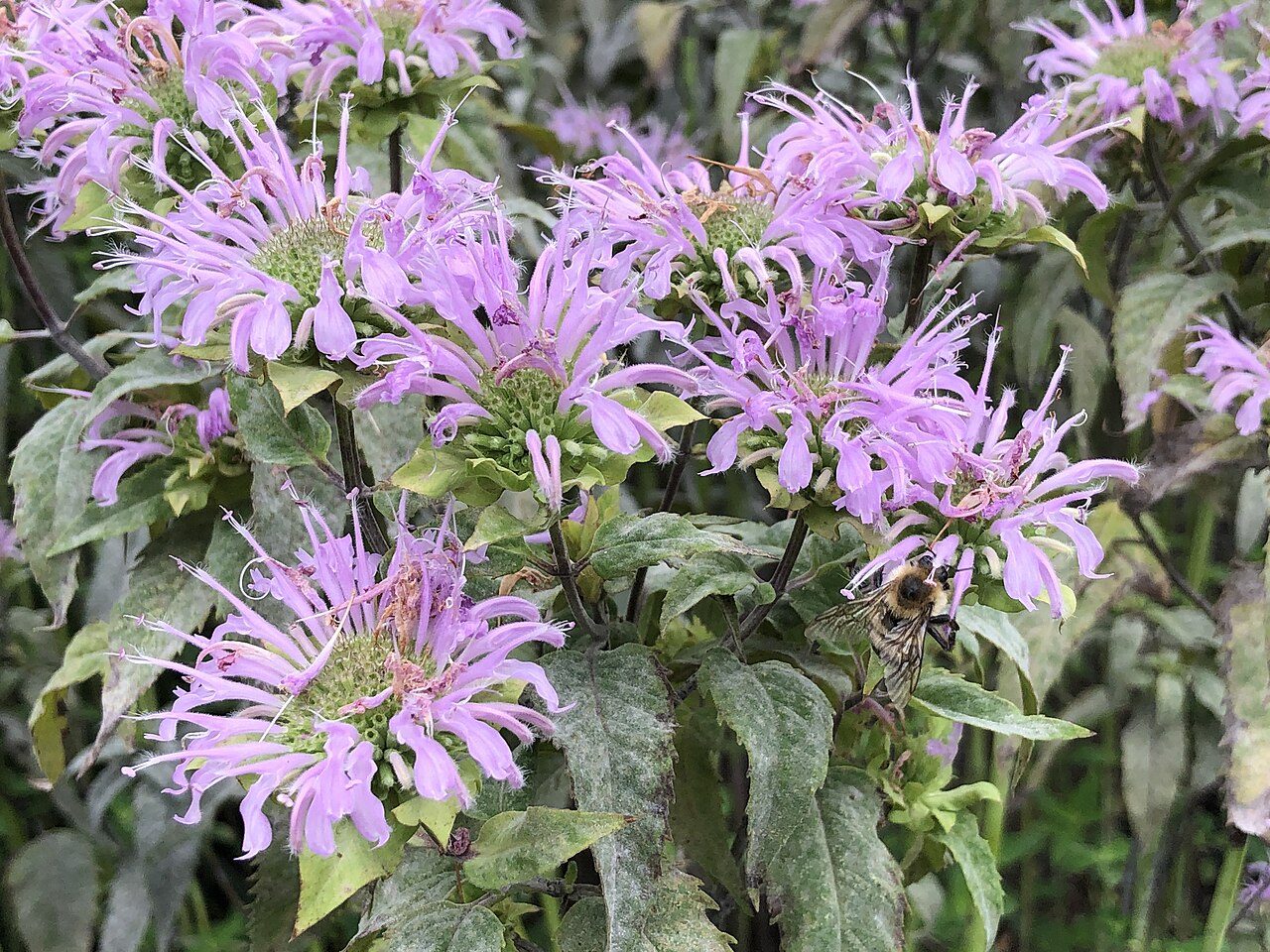 Monarda fistulosa 5