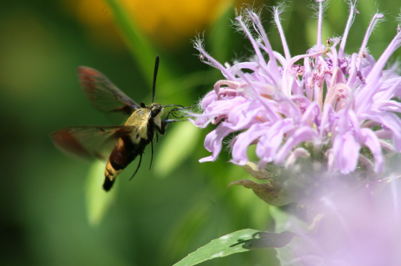 Monarda fistulosa 7