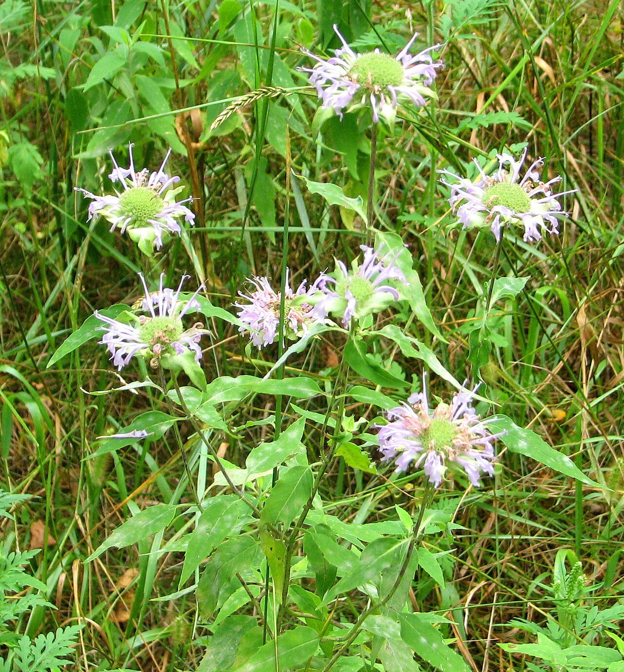 Monarda fistulosa 8
