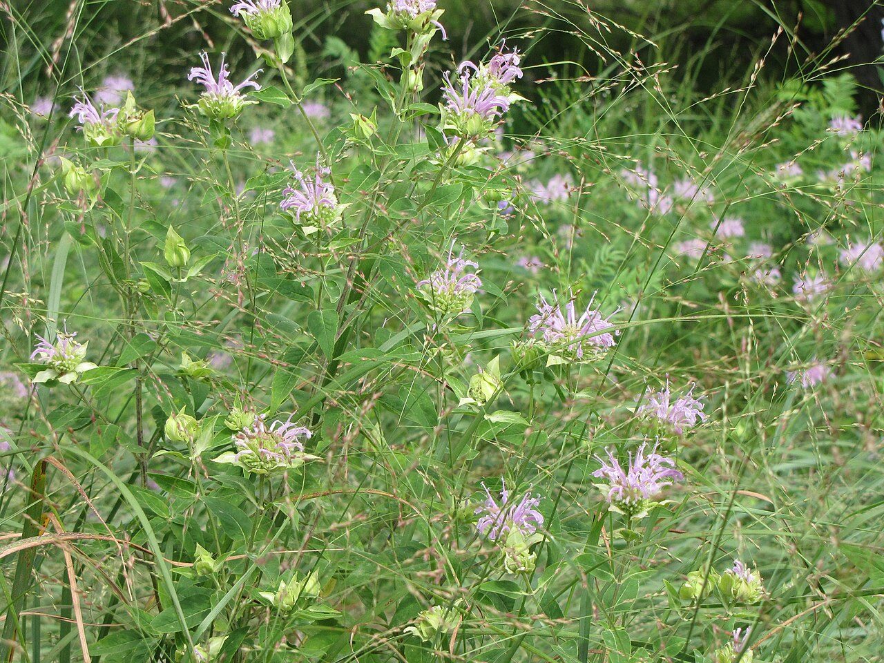Monarda fistulosa 9