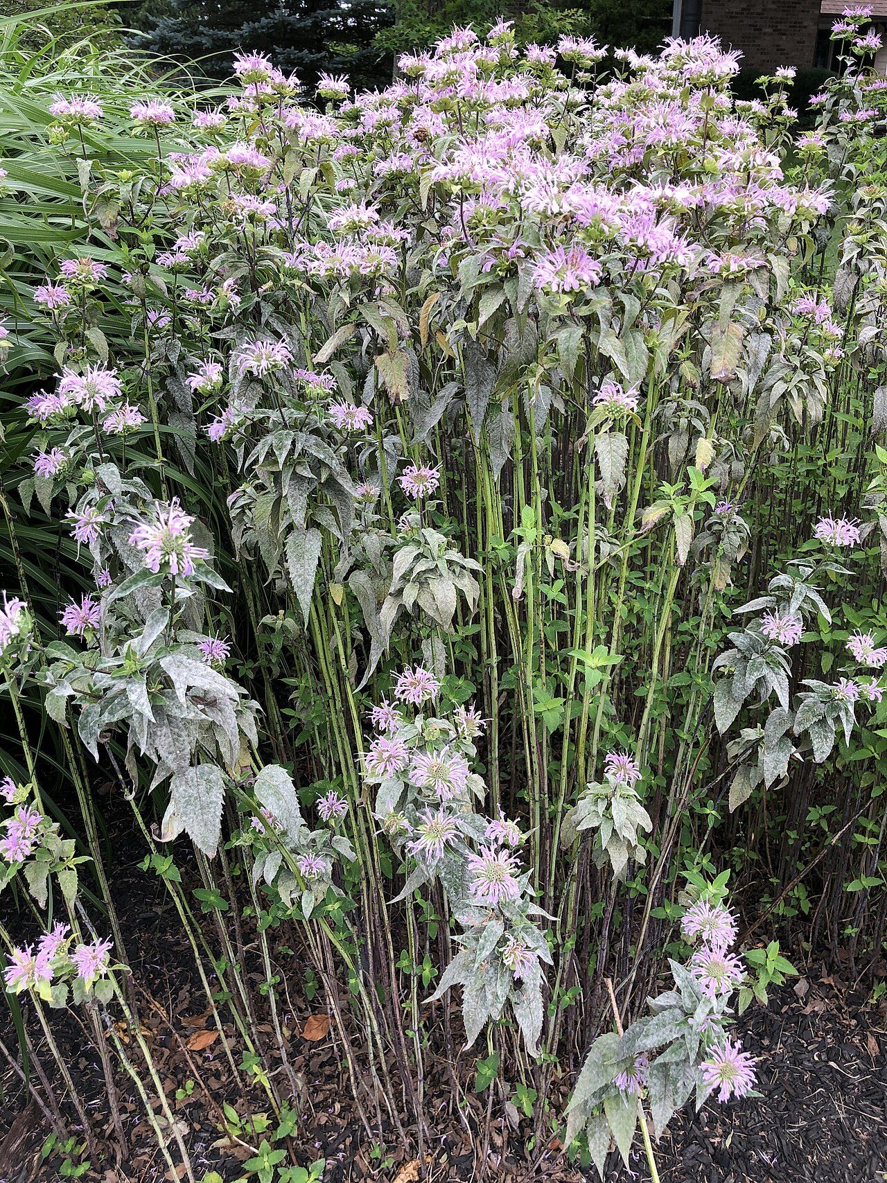 Monarda fistulosa 10