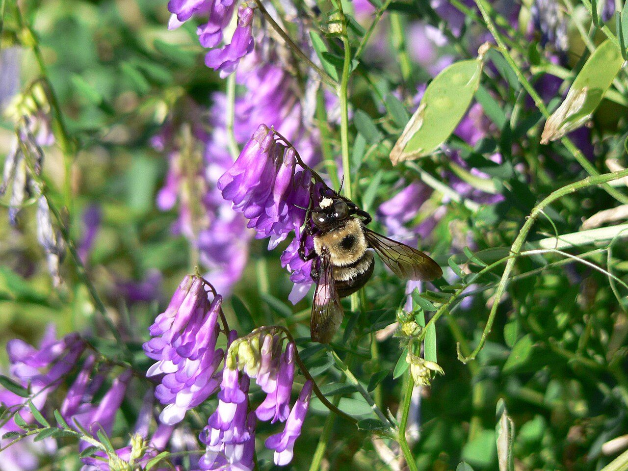 Vicia villosa