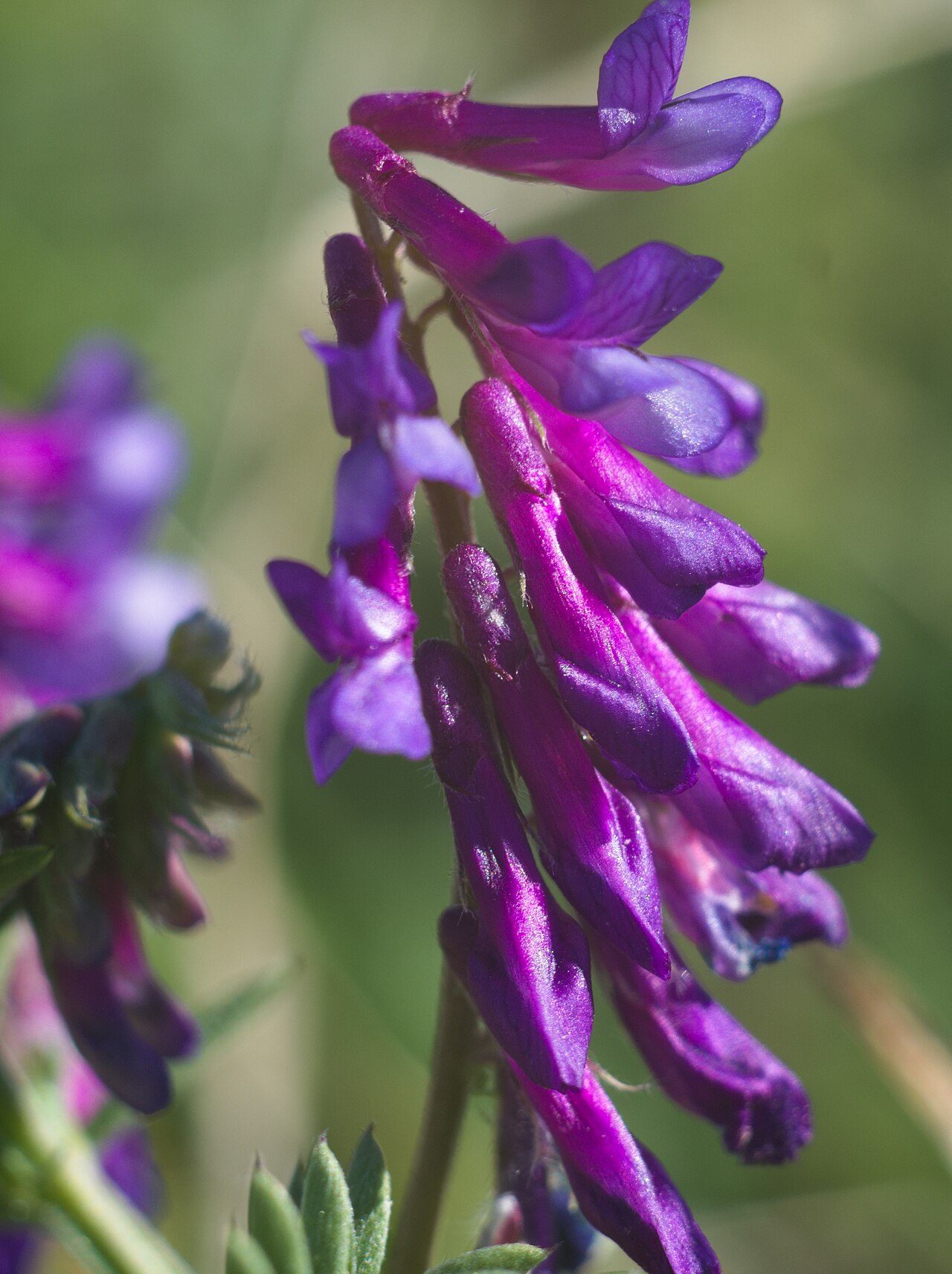 Vicia villosa 2