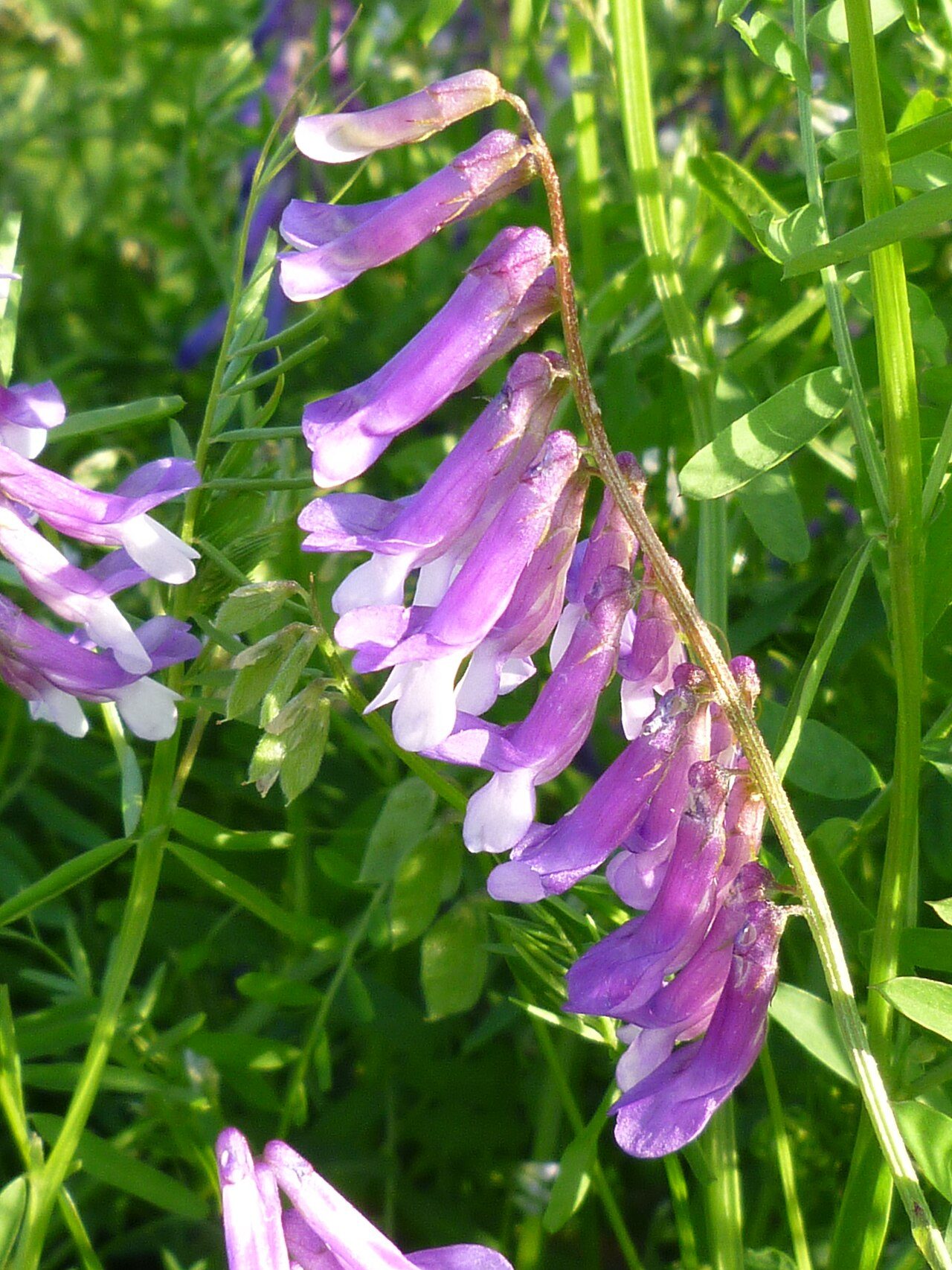Vicia villosa 3