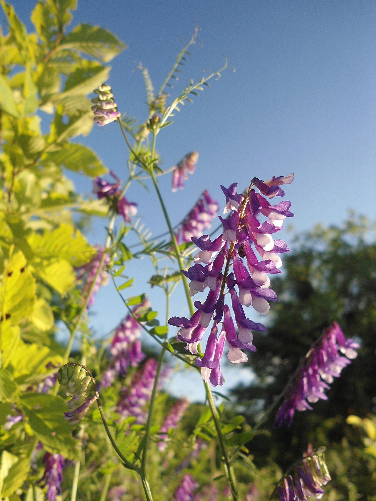Vicia villosa 5