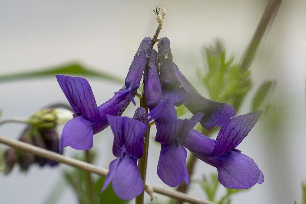 Vicia villosa 4