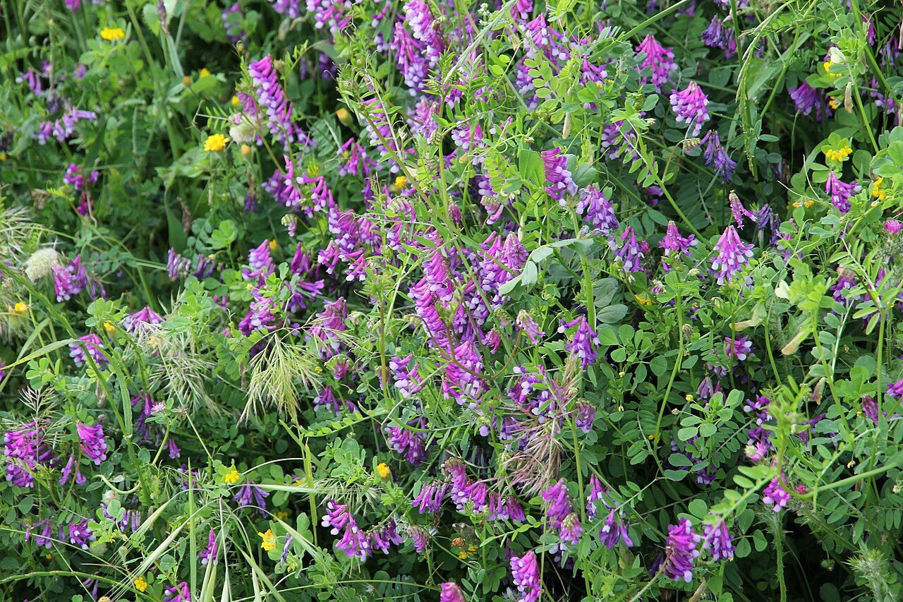 Vicia villosa 6