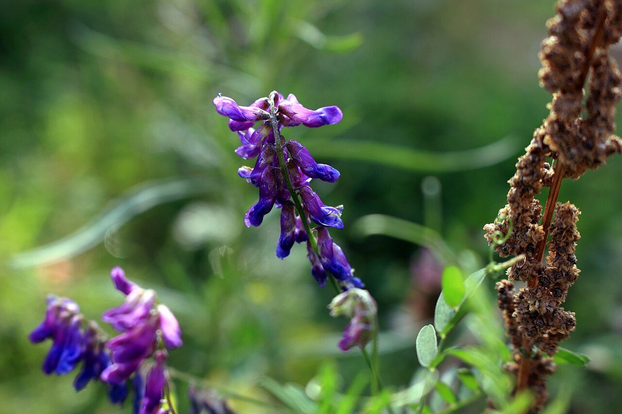 Vicia villosa 7