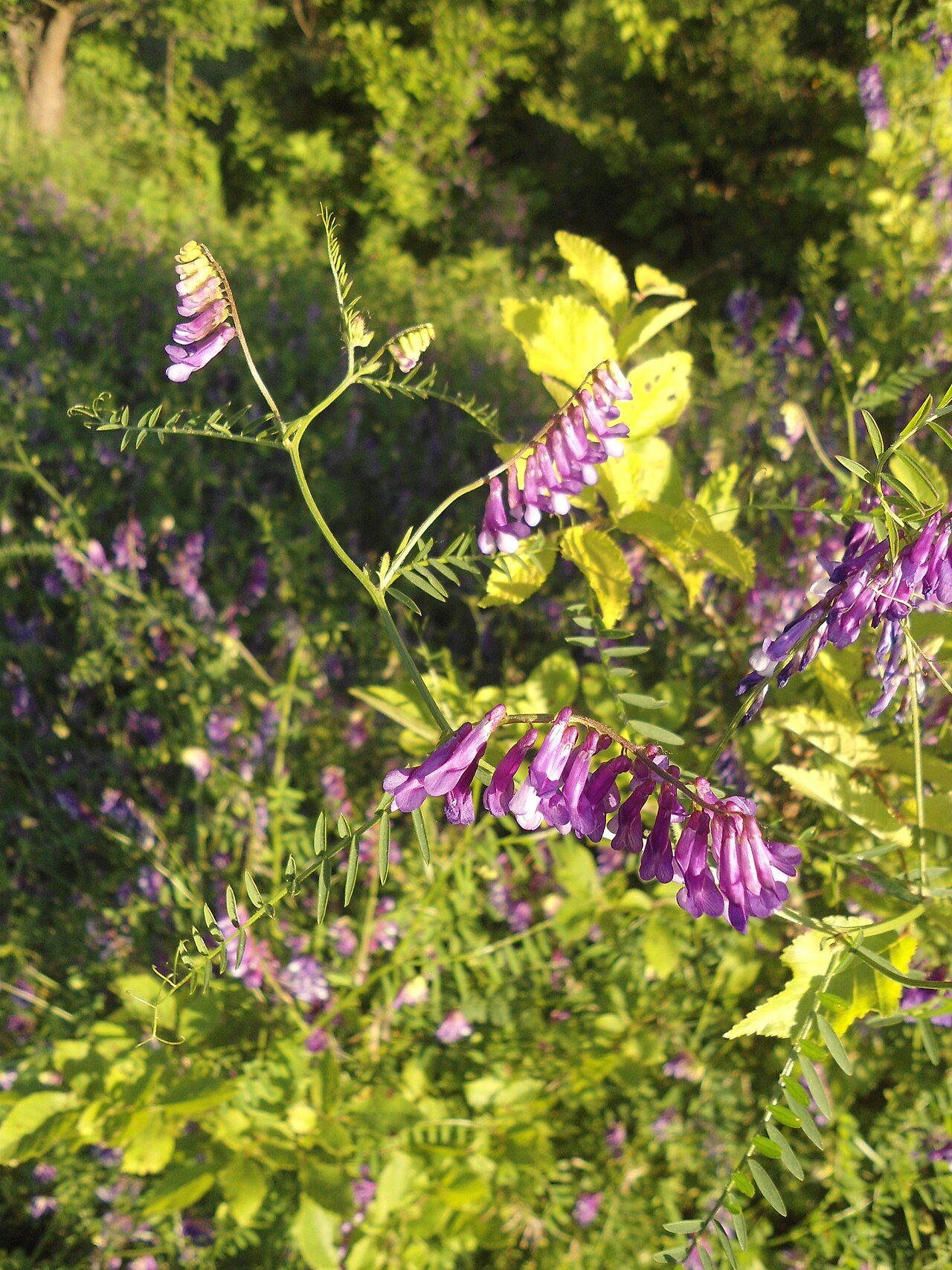 Vicia villosa 8