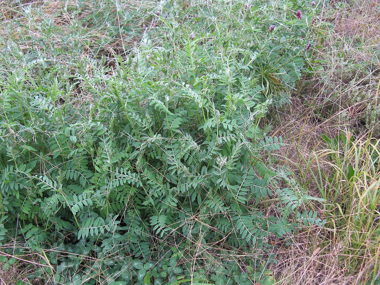 Vicia villosa 9