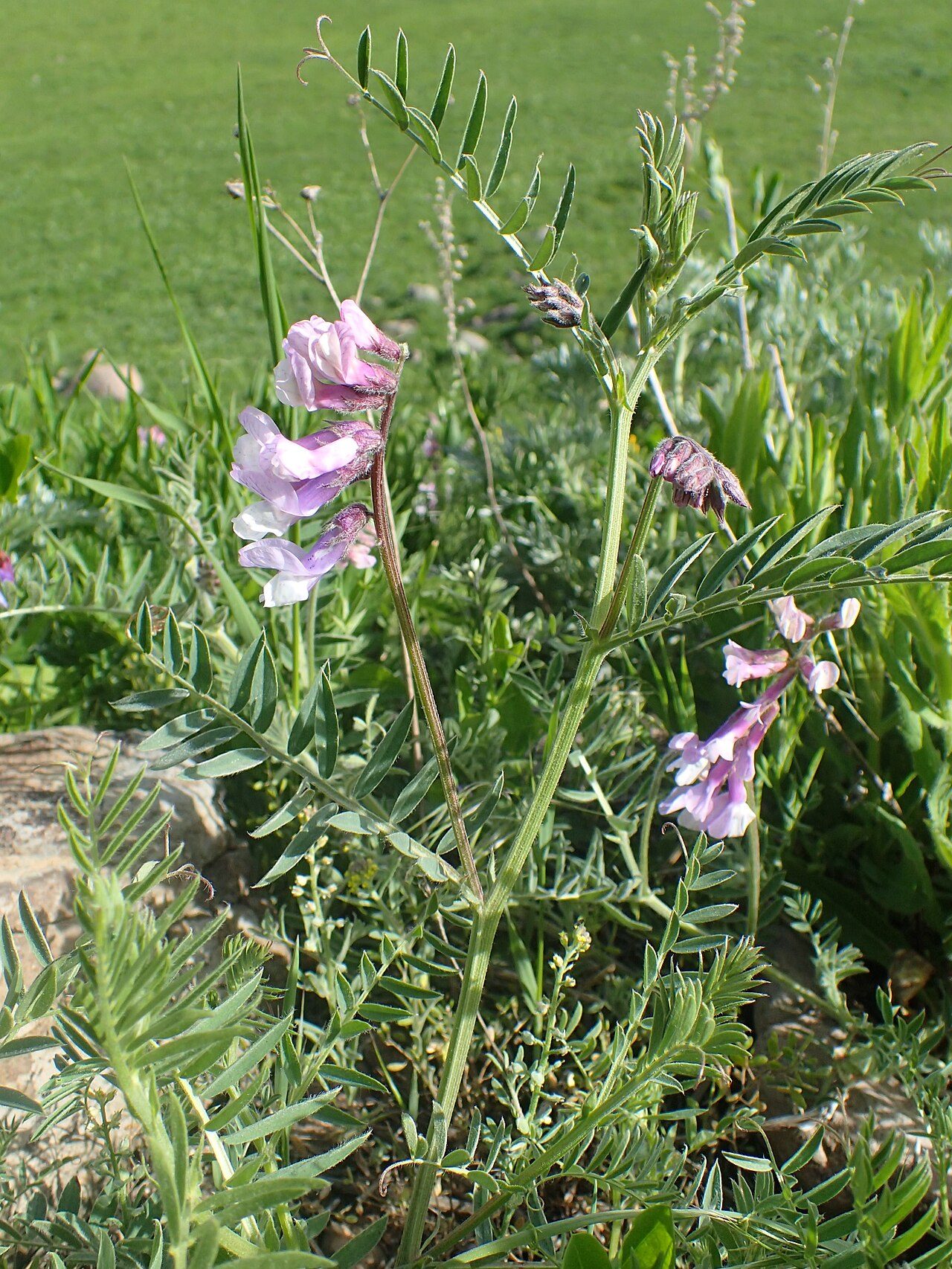 Vicia villosa 10