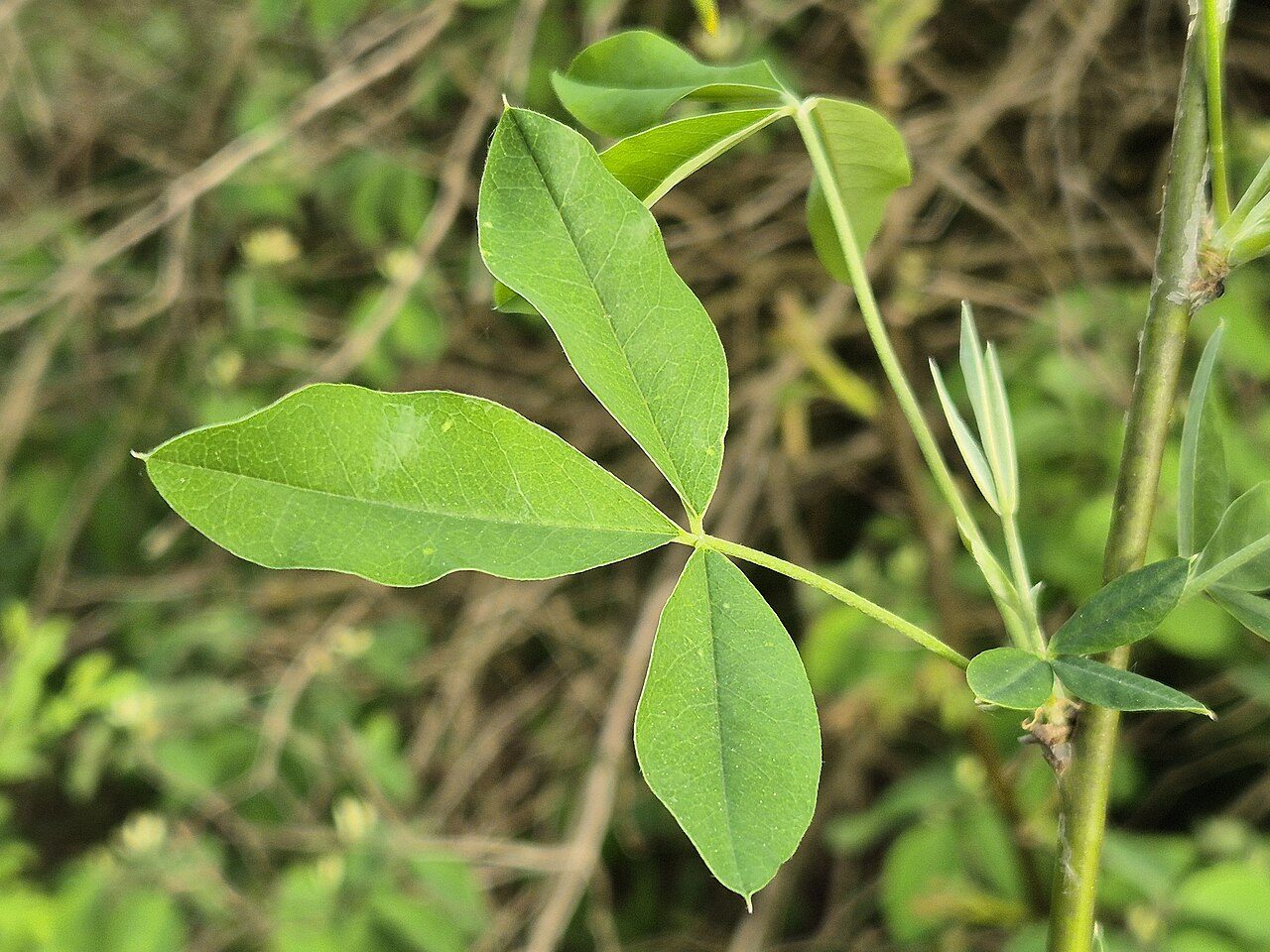 Cytise faux ébénier 9